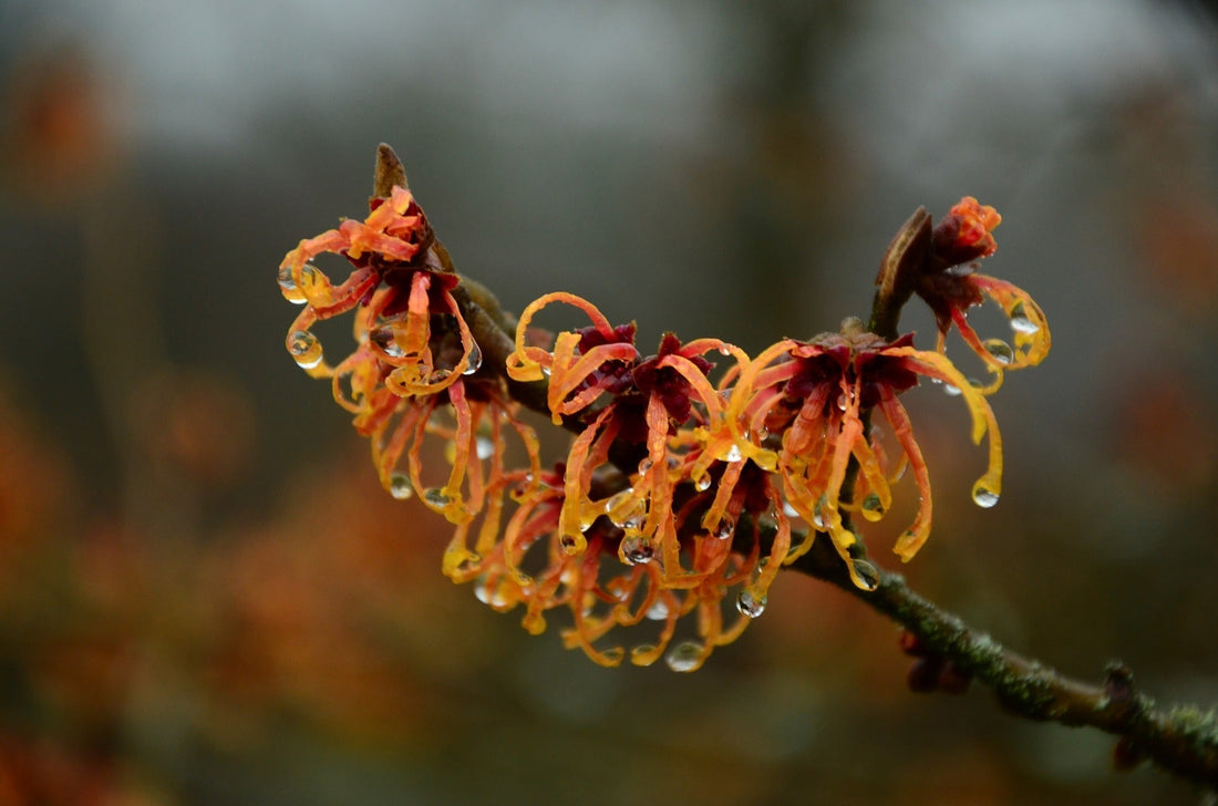Witch Hazel shrub, Apothecuryous