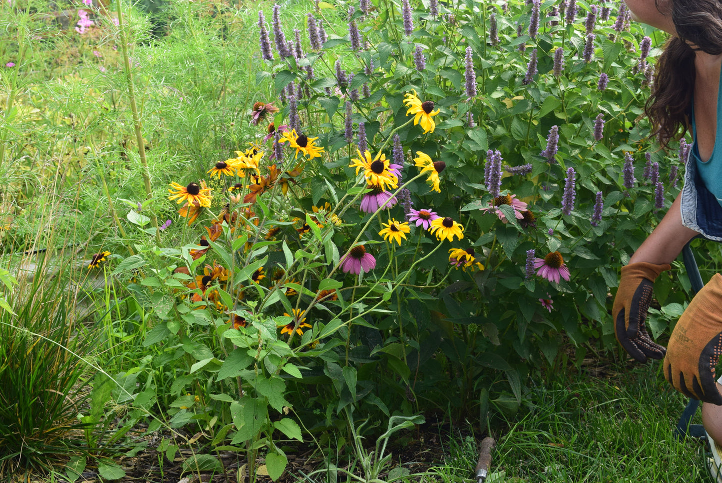 Chaos pollinator garden, Apothecuryous